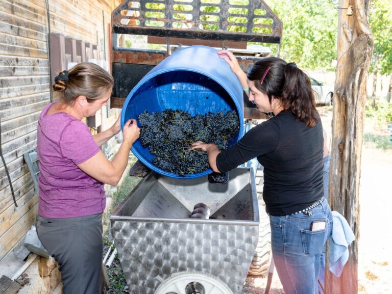 Harvest 2025 768x577